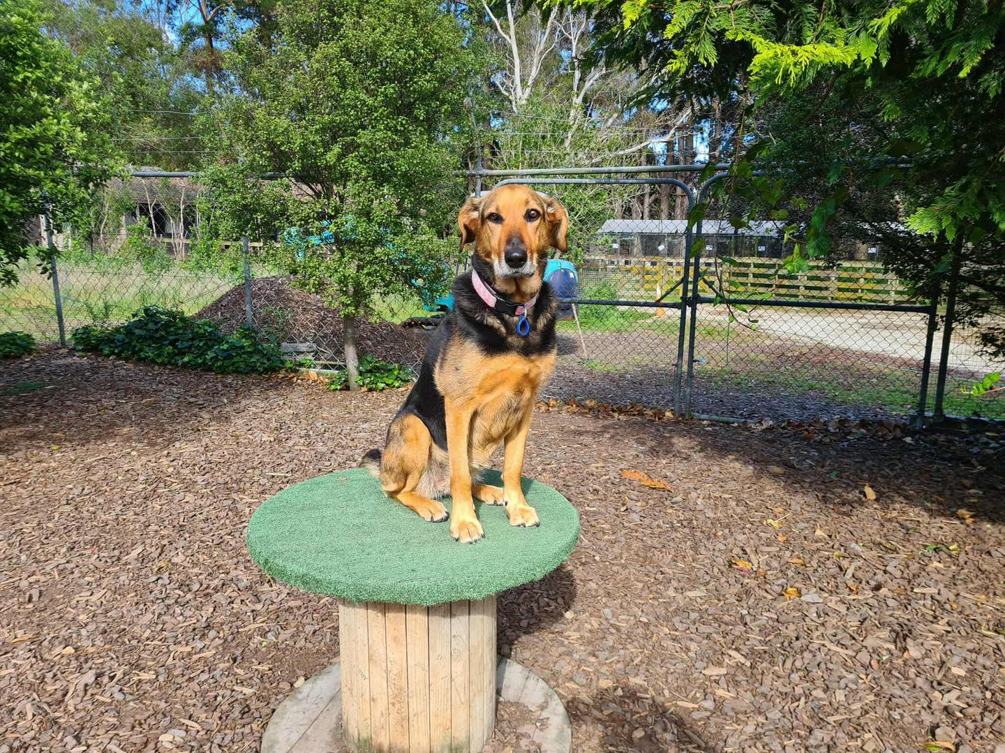 Dog enjoying daycare
